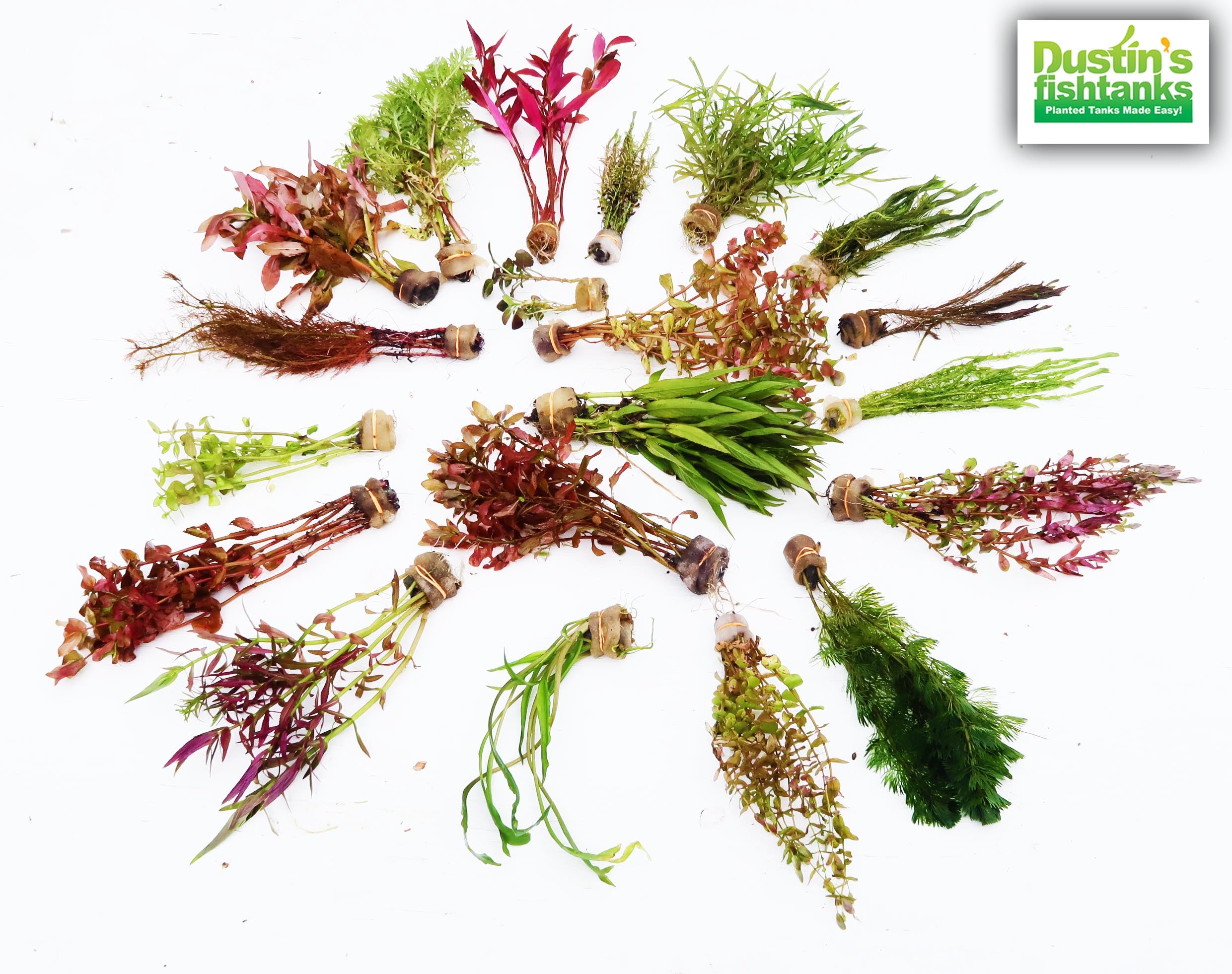 Our Best Selling “Beautiful Plants" Combo Get 4 plants for ONLY $24.95