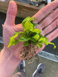 Anubias Golden BARE ROOT