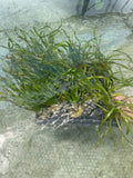 Vallisneria Asiatica Biwaensis_Aquarium Plant For Sale
