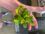 Anubias Golden BARE ROOT