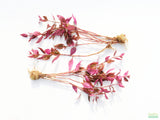 Alternanthera Lilacina (Purple version of our best seller!) Aquarium Plant For Sale