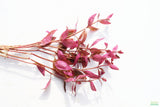 Alternanthera Lilacina (Purple version of our best seller!) Aquarium Plant For Sale