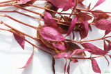 Alternanthera Lilacina (Purple version of our best seller!) Aquarium Plant For Sale