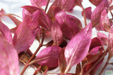 Alternanthera Lilacina (Purple version of our best seller!) Aquarium Plant For Sale