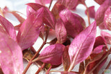 Alternanthera Lilacina (Purple version of our best seller!) Aquarium Plant For Sale