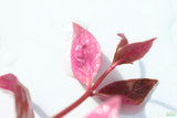 Alternanthera Lilacina (Purple version of our best seller!) Aquarium Plant For Sale