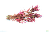 Alternanthera Reineckii Regular_Aquarium Plant For Sale