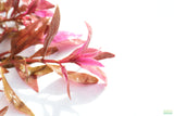 Alternanthera Reineckii Regular_Aquarium plant For Sale
