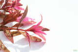 Alternanthera Reineckii Regular_Aquarium plant For Sale