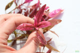 Alternanthera Reineckii Regular_Aquarium plant For Sale