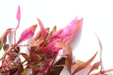 Alternanthera Reineckii Regular_Aquarium plant For Sale