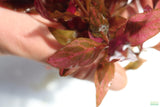 Alternanthera Reineckii Variegated_Aquarium Plant For Sale