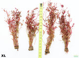 Alternanthera XL_Aquarium Plant For Sal