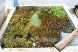 Ammania Gracilis_Aquarium Plant For Sale