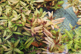 Ammania Gracilis_Aquarium Plant For Sale