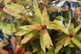 Ammania Gracilis_Aquarium Plant For Sale
