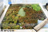 Ammania Gracilis_Aquarium Plant For Sale