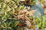 Ammania Gracilis_Aquarium Plant For Sale