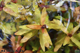 Ammania Gracilis_Aquarium Plant For Sale