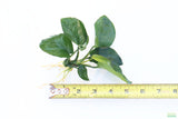 Anubias Barteri Broadleaf_BARE ROOT_Aquarium Plant For Sale
