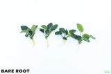 Anubias Barteri Broadleaf_BARE ROOT_Aquarium Plant For Sale