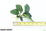 Anubias Barteri Broadleaf_BARE ROOT_Aquarium Plant For Sale