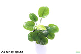 Anubias Barteri Golden Coin_Aquarium plant for sale_aquarium plants for sale