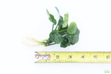 Anubias Barteri "Golden Coin"  (Smaller with many leaves nickel size) NICE PLANTS