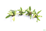 Anubias Barteri Var. Glabra Pinto Hybrid_Aquarium Plant For Sale