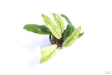 Anubias Barteri Var. Glabra Pinto Hybrid_Aquarium Plant For Sale