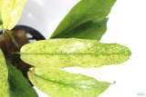 Anubias Barteri Var. Glabra Pinto Hybrid_Aquarium Plant For Sale