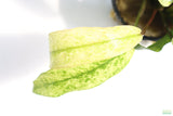 Anubias Barteri Var. Glabra Pinto Hybrid_Aquarium Plant For Sale
