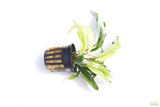 Anubias Barteri Var. Glabra Pinto Hybrid_Aquarium Plant For Sale