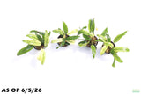 Anubias Barteri Var. Glabra Pinto Hybrid_Aquarium Plant For Sale