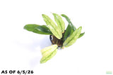 Anubias Barteri Var. Glabra Pinto Hybrid_Aquarium Plant For Sale