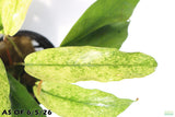 Anubias Barteri Var. Glabra Pinto Hybrid_Aquarium Plant For Sale