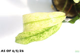Anubias Barteri Var. Glabra Pinto Hybrid_Aquarium Plant For Sale