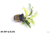 Anubias Barteri Var. Glabra Pinto Hybrid_Aquarium Plant For Sale