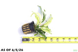 Anubias Barteri Var. Glabra Pinto Hybrid_Aquarium Plant For Sale