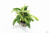Anubias Barteri Var. Glabra Pinto Hybrid_Aquarium Plant For Sale