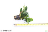 Anubias Coffeefolia