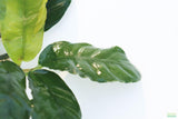 Anubias Coffeefolia
