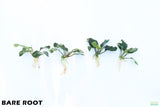 Anubias Coffeefolia