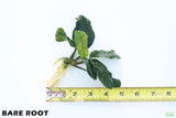 Anubias Coffeefolia