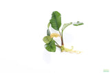 Anubias Coffeefolia