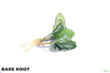 Anubias Coffeefolia_Bare Root_Aquarium Plant For Sale