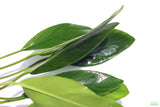 Anubias Congensis (Background Aquarium Plant)