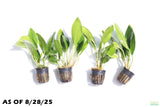 Anubias Congensis_Background Plant_Aquarium plant for sale