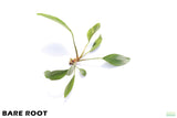 Anubias Congensis_Bare Root