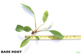 Anubias Congensis_Bare Root